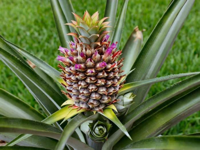 Hanging Plants Indoor | Care Pineapple Plant: A Comprehensive Guide to Growing and Harvesting