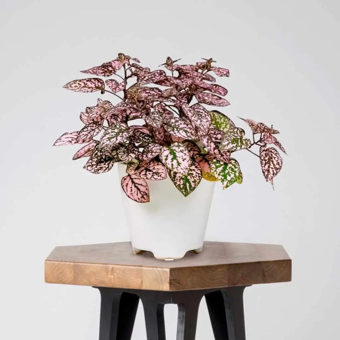 Hanging Plants Indoor | Discover the Perfect Non-Toxic Hanging Plants for Your Feline Friends