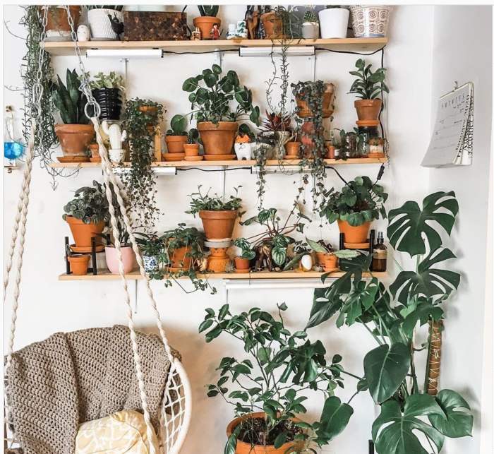 Hanging Plants Indoor | Hanging Plants Aesthetic: Elevate Your Interiors with Greenery