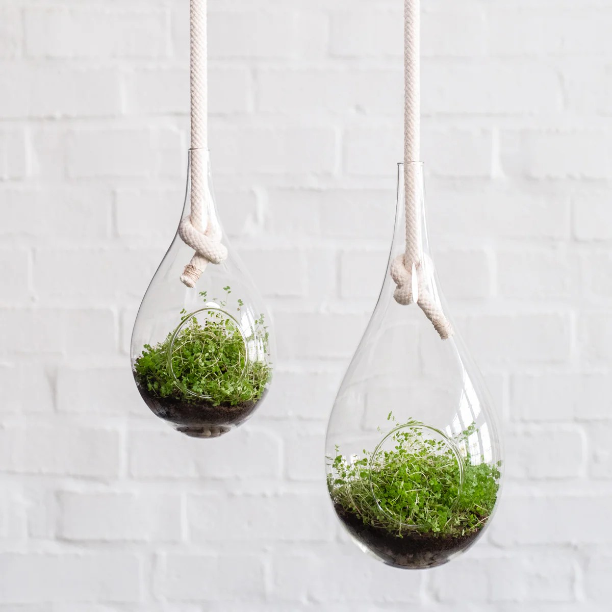 Hanging Plants Indoor | Hanging Glass Planters: Elevate Your Indoor Decor with Style and Functionality