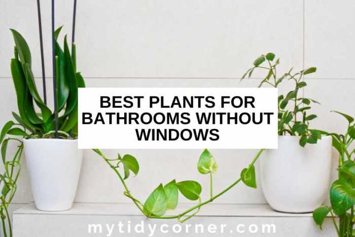 Hanging Plants Indoor | Best Plants for Bathrooms Without Windows: Brighten Up Your Windowless Space