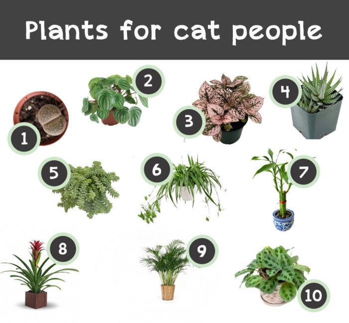 Hanging Plants Indoor | 10 Non-Toxic Hanging Plants for Cat-Friendly Homes