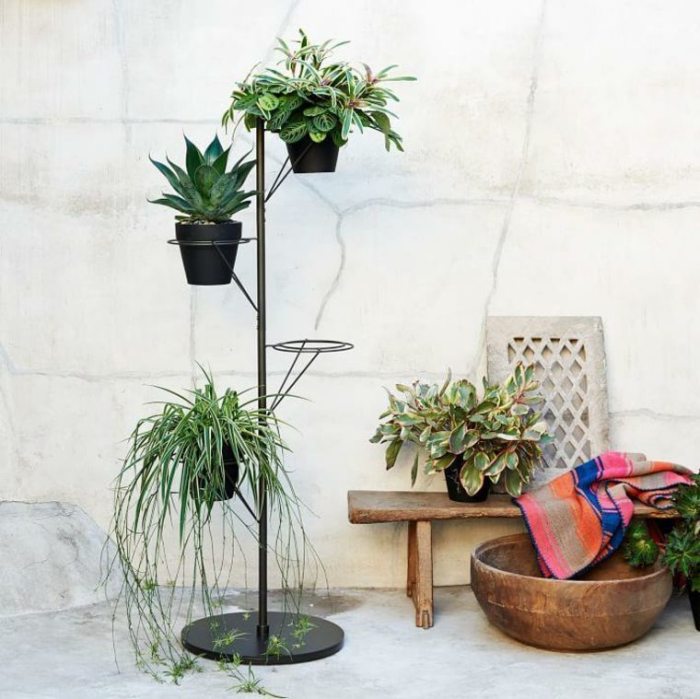 Hanging Plants Indoor | 10 Hanging Plants for Poles: Elevate Your Indoor Oasis