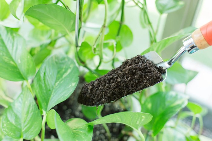 Hanging Plants Indoor | Bunnings Indoor Plant Soil: A Guide to Choosing and Using the Right Soil