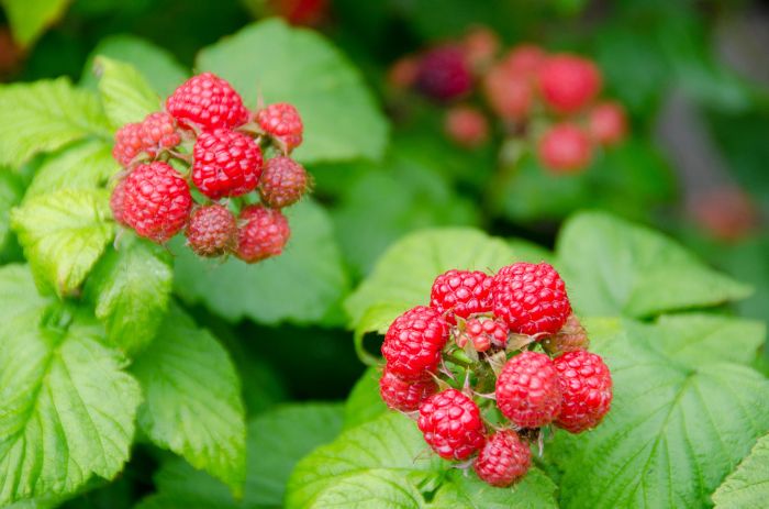 Hanging Plants Indoor | How to Trim Raspberry Plants: A Comprehensive Guide