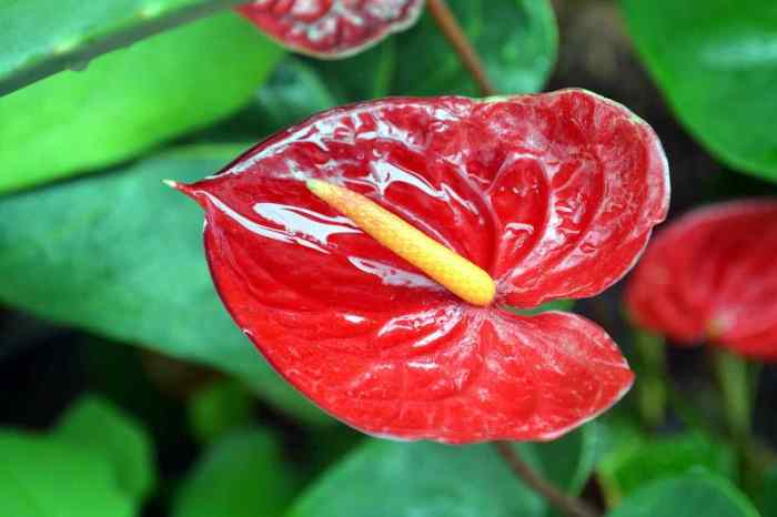 Hanging Plants Indoor | Red Peace Lily Anthurium Care: A Comprehensive Guide for Plant Enthusiasts
