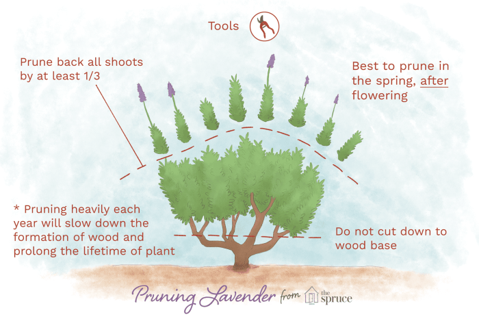 Hanging Plants Indoor | How to Prune Plants: A Comprehensive Guide for Beginners and Experts