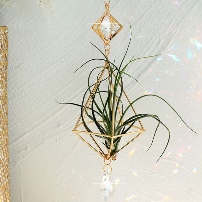 Hanging Plants Indoor | Hanging Plants Display: A Guide to Greenery and Style