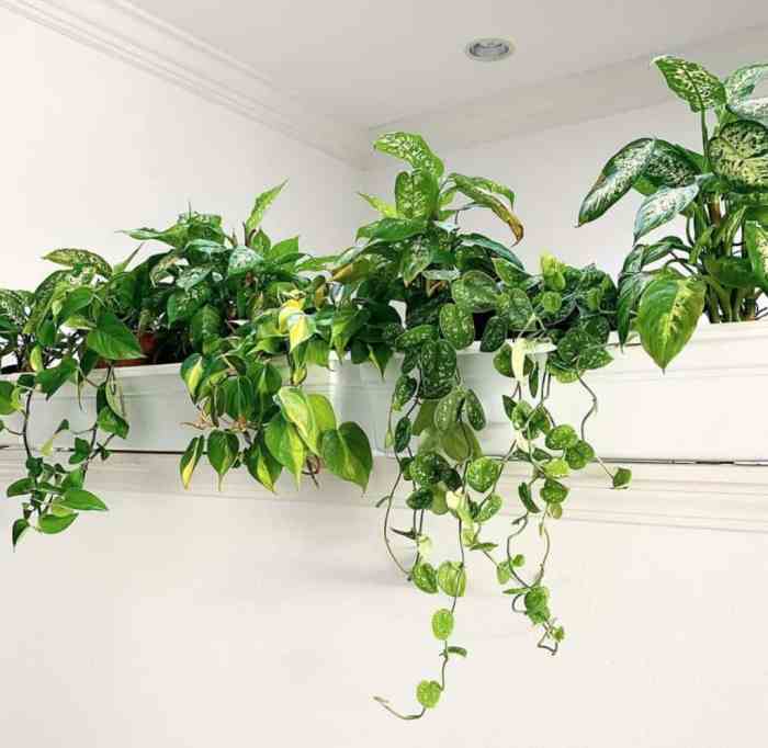 Hanging Plants Indoor | Colorful Indoor Hanging Plants: A Guide to Brightening Your Home