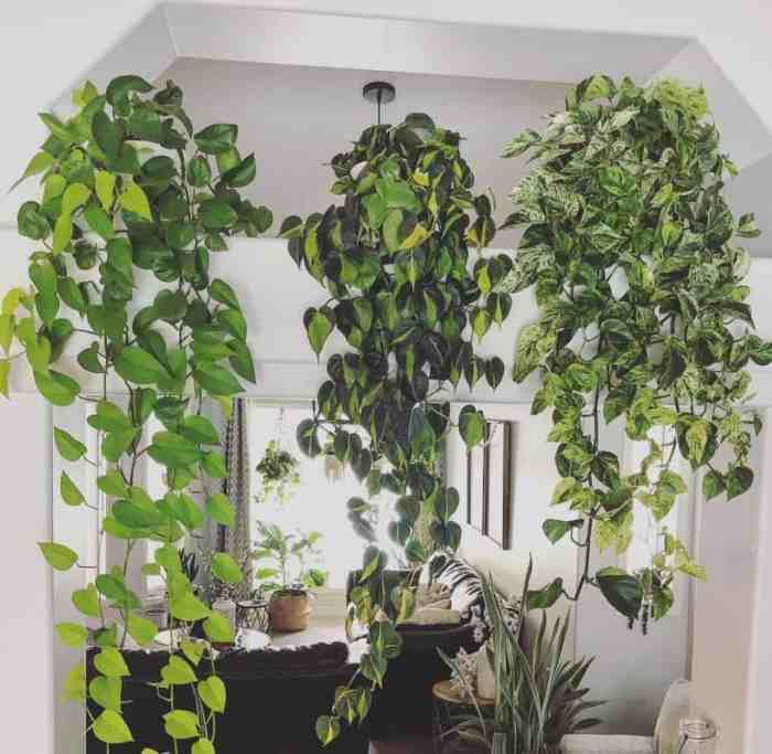 Hanging Plants Indoor | Easy Indoor Hanging Plants: A Beginner's Guide to Beautifying Your Home
