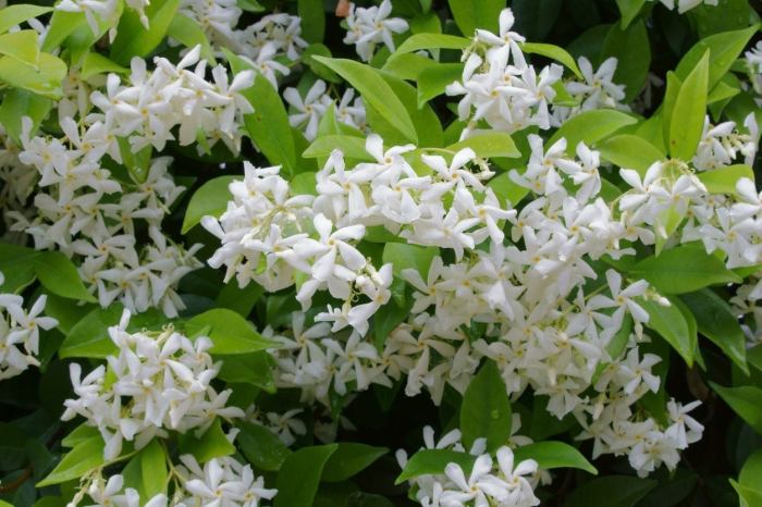 Hanging Plants Indoor | Expert Guide: How to Trim Jasmine Plants for Optimal Growth and Health