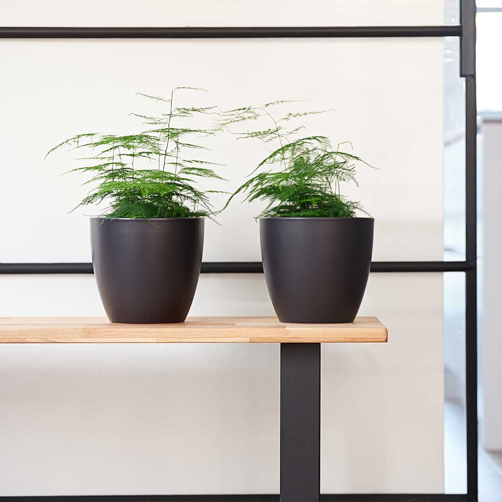 Hanging Plants Indoor | Black Indoor Hanging Planters: A Versatile Decor Option for Modern and Traditional Interiors