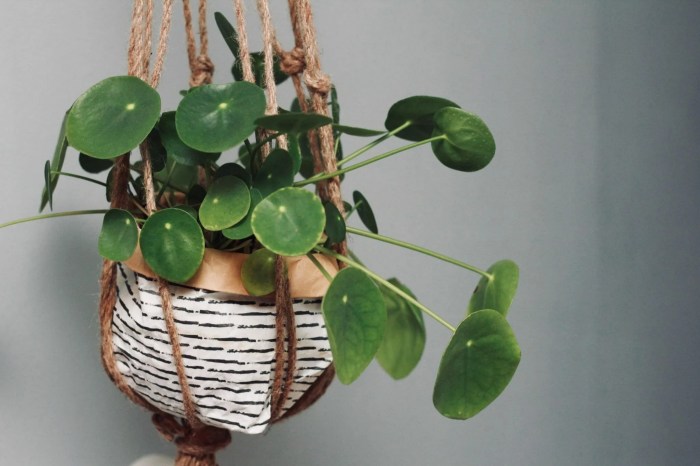 Hanging Plants Indoor | Easy Hanging Houseplants: Bring Nature Indoors with Style