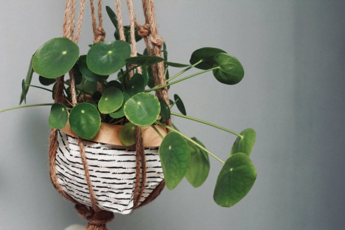 Hanging Plants Indoor | Best Hanging Houseplants for Every Room and Decor