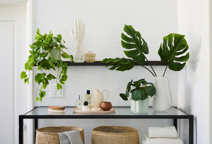 Hanging Plants Indoor | Trailing Plants for Bathrooms: Enhance Ambiance and Purify the Air