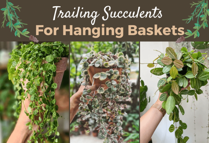 Hanging Plants Indoor | Best Trailing House Plants: A Comprehensive Guide to Enhance Your Home Decor