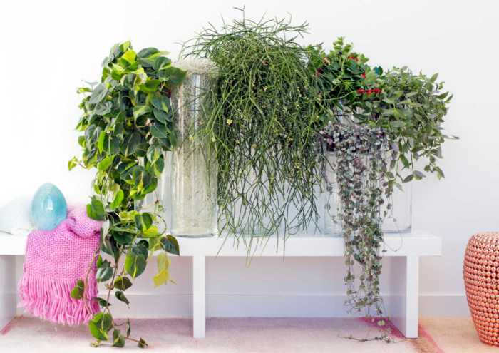 Hanging Plants Indoor | Easy Trailing Houseplants: Beautify Your Home with Cascading Greenery