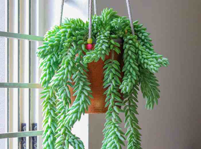Hanging Plants Indoor | Easy Care Trailing Houseplants: A Guide to Beautify Your Home