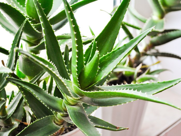 Hanging Plants Indoor | How to Trim Aloe Plants: A Comprehensive Guide to Maintain Healthy and Aesthetically Pleasing Plants