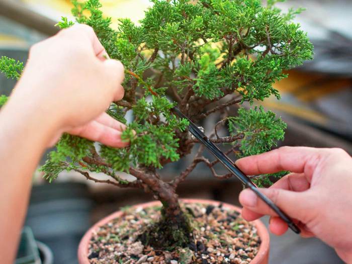 Hanging Plants Indoor | Master the Art of Bonsai Trimming: A Comprehensive Guide
