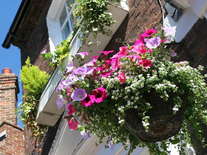 Hanging Plants Indoor | Hanging Basket Plant Compost: A Guide to Enhancing Your Plants' Health and Growth