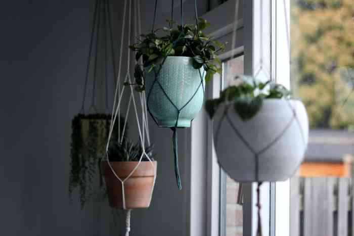 Hanging Plants Indoor | Discover the Best Hanging Plants for Indirect Light: Enhancing Spaces with Beauty and Vitality