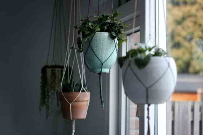 Hanging Plants Indoor | 10 Hanging Plants for Low-Light Outdoor Spaces