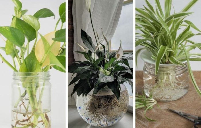 Hanging Plants Indoor | Best Plants to Grow in Water Indoors: A Guide to Greenery Without Soil