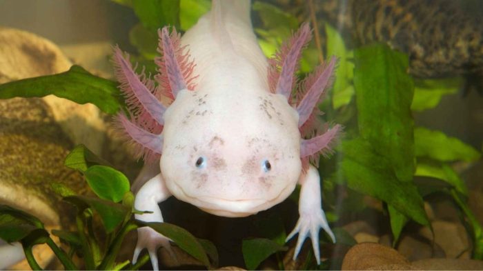 Hanging Plants Indoor | Best Plants for Axolotls: A Guide to Creating a Thriving Environment