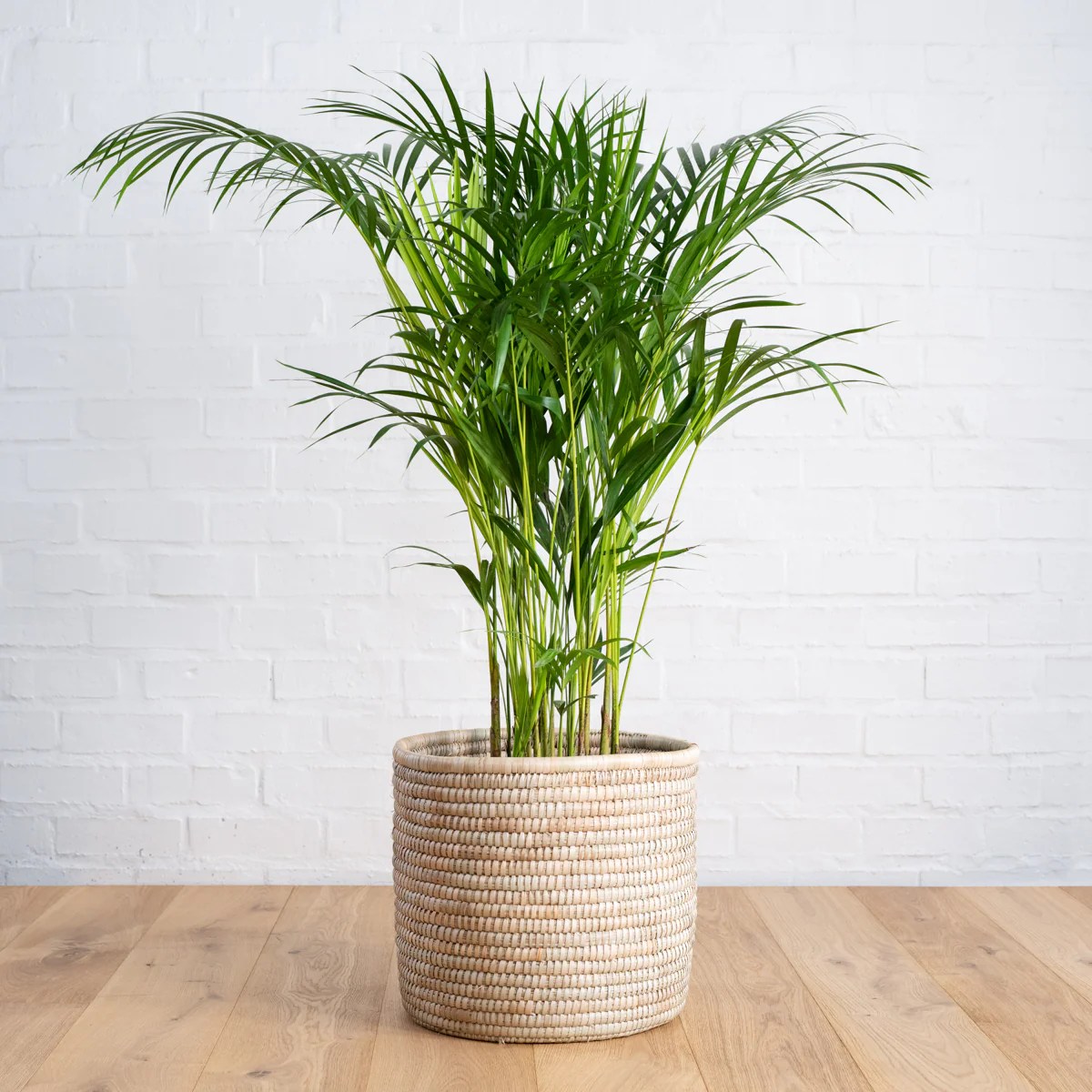 Hanging Plants Indoor | Parlor Palm Tree Care: A Comprehensive Guide to Maintaining Lush, Healthy Plants