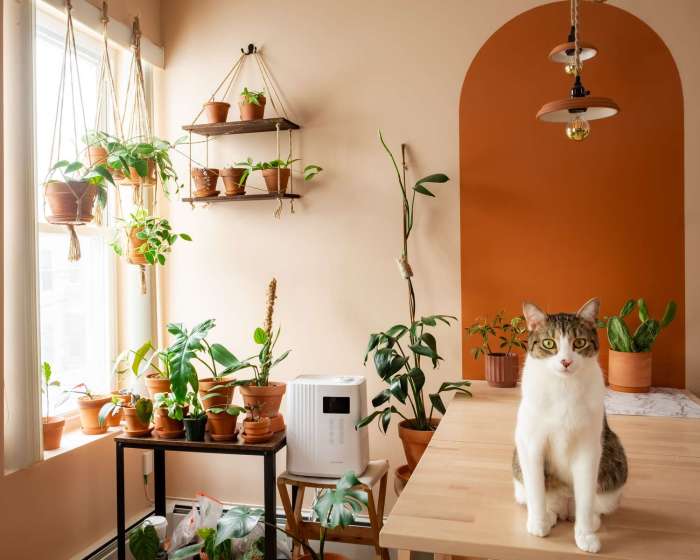 Hanging Plants Indoor | Hanging Plants Cat Friendly: A Comprehensive Guide for a Purrfect Environment