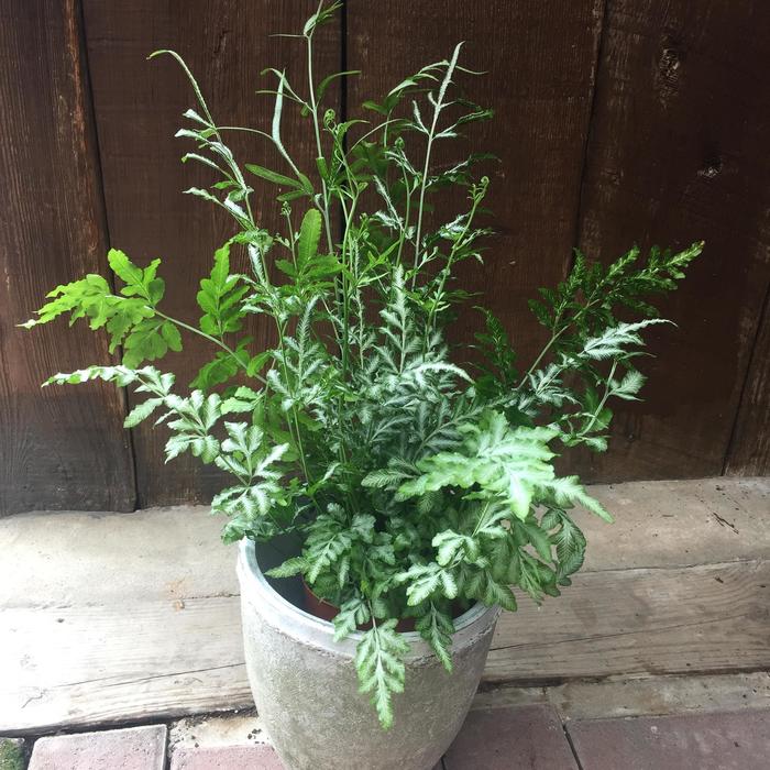 Hanging Plants Indoor | Silver Ribbon Fern: An Enchanting Plant with Graceful Foliage