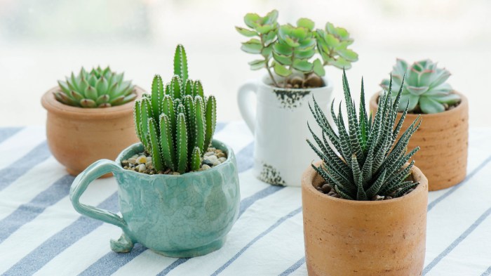 Hanging Plants Indoor | Expert Guide: Mastering the Art of Mini Cactus Care