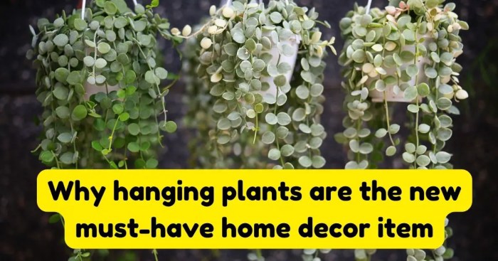 Hanging Plants Indoor | Why Hanging Plants: Benefits, Types, and Care