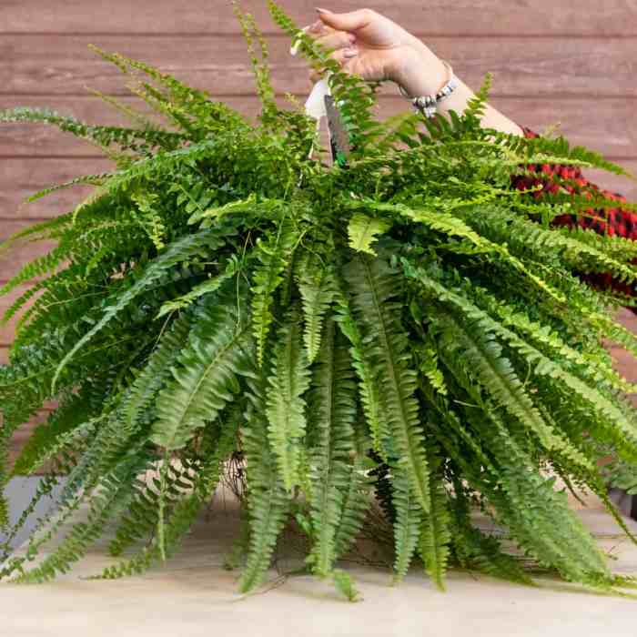 Hanging Plants Indoor | Hanging Plants with Low Light: Brighten Your Space with Minimal Effort