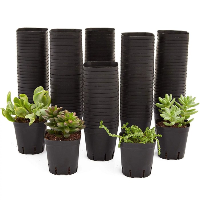 Hanging Plants Indoor | Bunnings Cheap Pots: Affordable and Stylish Options for Your Garden