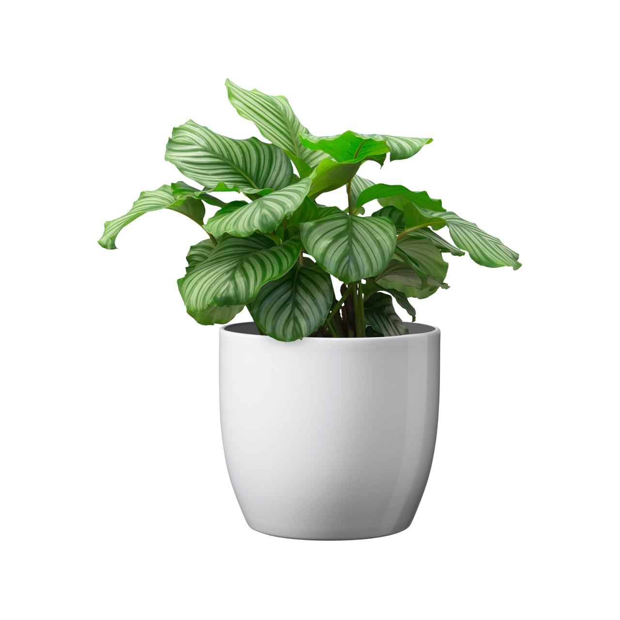 Hanging Plants Indoor | Bunnings Indoor Pot Plants: A Guide to Choosing, Caring For, and Styling