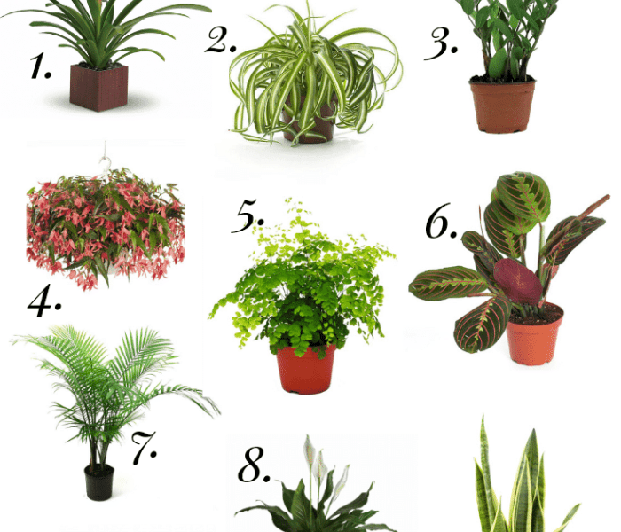 Hanging Plants Indoor | Best Plants for Little Sunlight: Thriving in Low-Light Conditions