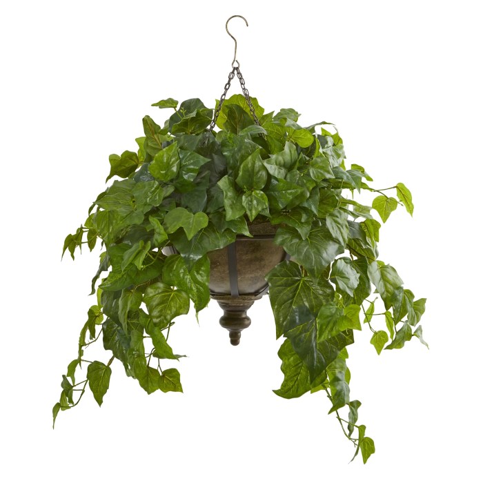 Hanging Plants Indoor | Discover the Beauty and Versatility of Hanging Ivy from Bunnings