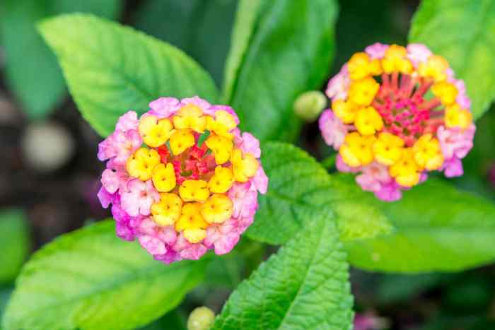 Hanging Plants Indoor | Expert Guide to Trimming Lantana Plants for Optimal Growth and Beauty