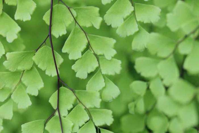 Hanging Plants Indoor | Adiantum Fern Care: A Comprehensive Guide for Thriving Ferns