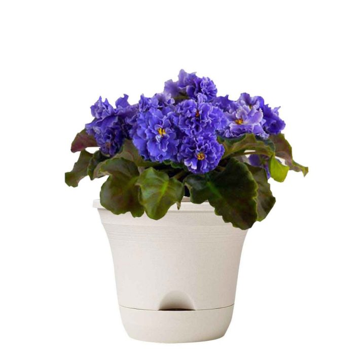 Hanging Plants Indoor | African Violet Pots at Bunnings: The Ultimate Guide to Choosing the Right Pots for Your Beloved Plants