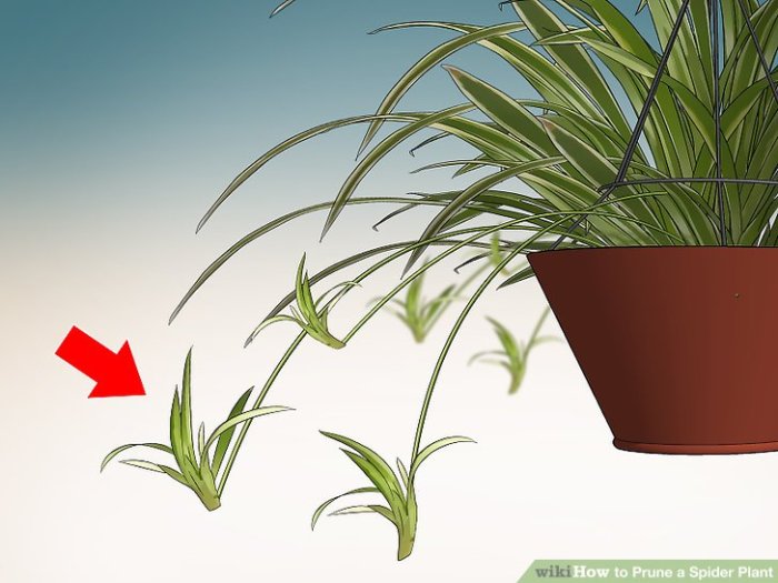 Hanging Plants Indoor | How to Trim Spider Plant Brown Tips: A Comprehensive Guide