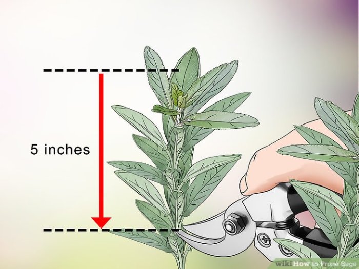 Hanging Plants Indoor | How to Trim Sage Plants: A Guide to Shaping and Maintaining Your Herb
