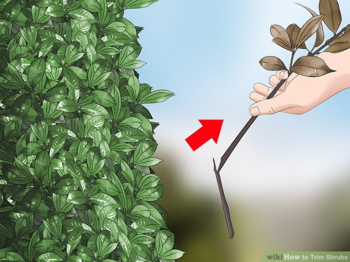Hanging Plants Indoor | How to Trim Outdoor Plants: A Comprehensive Guide to Enhance Your Garden's Beauty