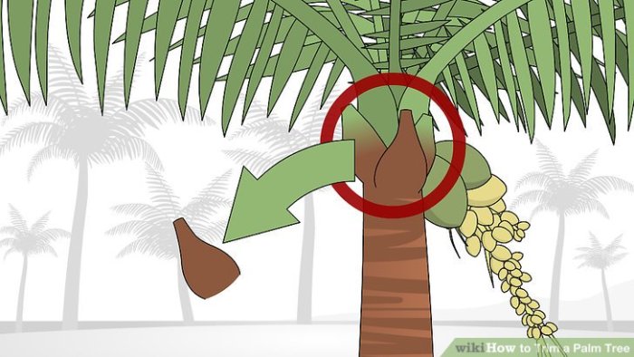Hanging Plants Indoor | How to Trim a Queen Palm: A Comprehensive Guide for Optimal Tree Health