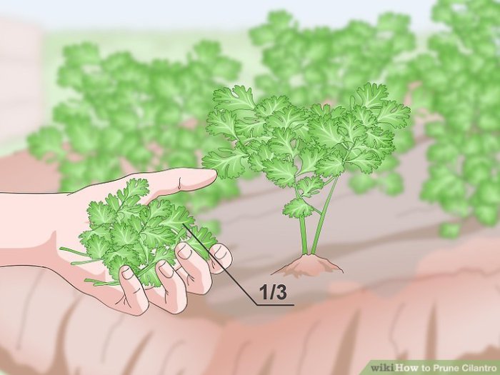 Hanging Plants Indoor | How to Trim Cilantro Plants: A Guide to Promote Growth, Enhance Flavor, and Extend Lifespan