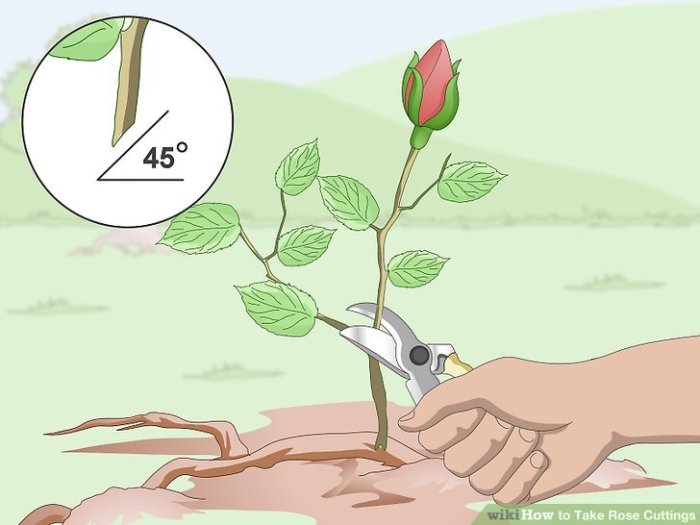 Hanging Plants Indoor | How to Cut the Rose Plant: A Comprehensive Guide to Pruning for Health and Beauty