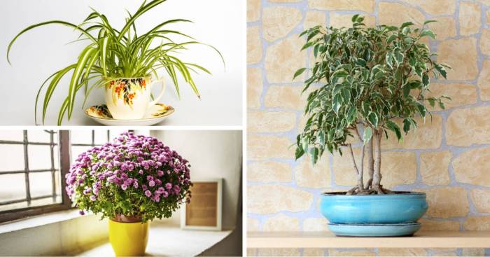 Hanging Plants Indoor | Best Air Purifying Hanging Plants for a Healthier Home