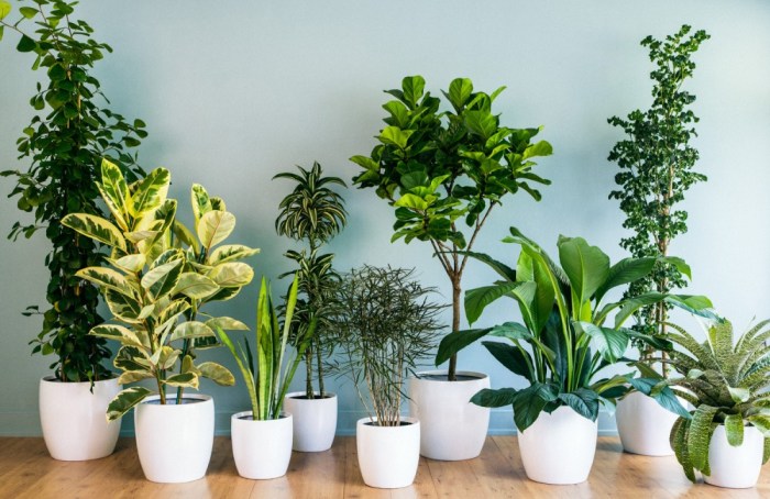 Hanging Plants Indoor | Best Hanging Plants for Air Purification: Enhance Your Indoor Air Quality